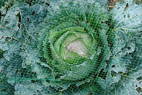 BRASSICA_OLERACEA_SUBSP_CAPITATA_JANUARY_KING__CABBAGE_GROWING_UNDER_NET_FOR_PEST_PROTECTION