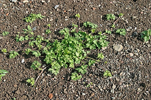 RANUNCULUS_REPENS__BUTTERCUP__GROWING_ON_CULTIVATED_SOIL