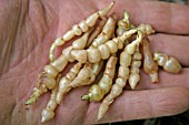 CHINESE ARTICHOKE (STACHYS AFFINIS)  ROOTS FOR PLANTING