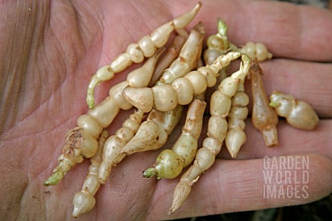 CHINESE_ARTICHOKE_STACHYS_AFFINIS__ROOTS_FOR_PLANTING