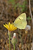 CLOUDED YELLOW COLIAS CROCEA BUTTERFLY,  FEMALE AT REST ON FLOWER