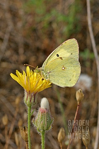 CLOUDED_YELLOW_COLIAS_CROCEA_BUTTERFLY__FEMALE_AT_REST_ON_FLOWER