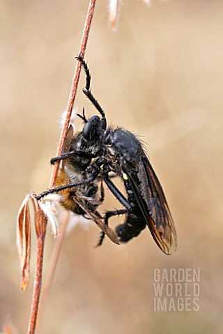 ROBBER_FLY__ASILUS_SPP_WITH_PREY