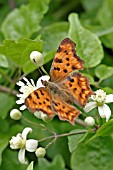 COMMA (POLYGONIA C ALBUM) BUTTERFLY