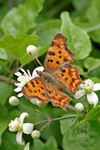 COMMA_POLYGONIA_C_ALBUM_BUTTERFLY