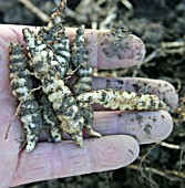 CHINESE ARTICHOKES,  STACHYS AFFINIS,  CLOSE UP OF MATURE ROOTS