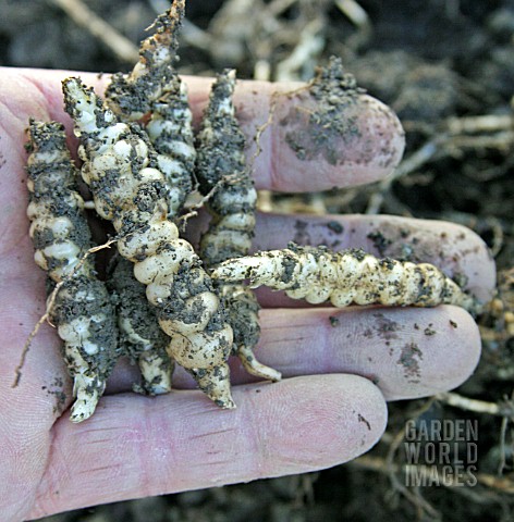 CHINESE_ARTICHOKES__STACHYS_AFFINIS__CLOSE_UP_OF_MATURE_ROOTS