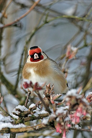 GOLDFINCH_CARDUELIS_CARDUELIS_ON_SNOW_COVERED_BRANCH