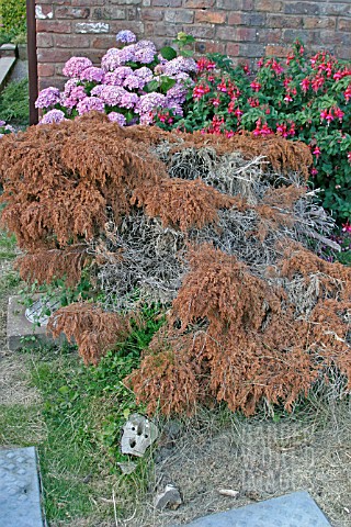 PHYTOPHTHORA_ROOT_DEATH_KILLED_THIS_CONIFER
