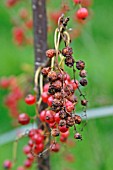 WATER SHORTAGE CAUSES FRUIT TO SHRIVEL ON REDCURRANT BUSH