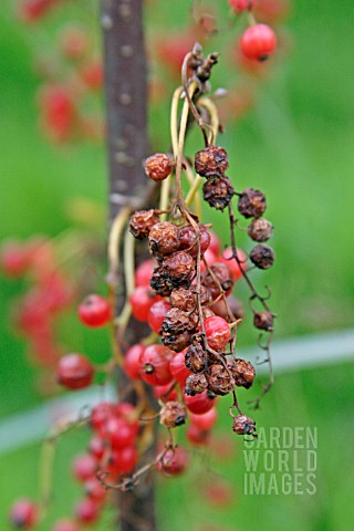 WATER_SHORTAGE_CAUSES_FRUIT_TO_SHRIVEL_ON_REDCURRANT_BUSH