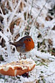 ROBIN EATING BREAD CRUST IN SNOW
