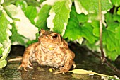COMMON TOAD SITTING AMONGST HERBS AT NIGHT
