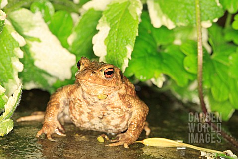 COMMON_TOAD_SITTING_AMONGST_HERBS_AT_NIGHT