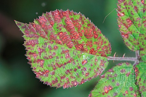 BLACKBERRY_COMMON_RUST_SHOWING_SPOTS_ON_UPPER_LEAF_SURFACE