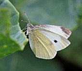 SMALL WHITE  BUTTERFLY ON CABBAGE PLANT