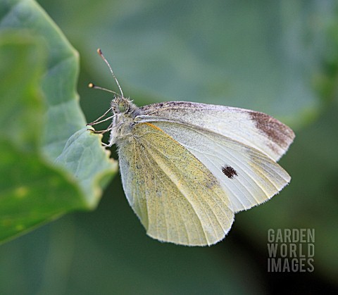 SMALL_WHITE__BUTTERFLY_ON_CABBAGE_PLANT
