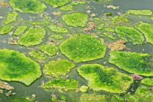 BLANKETWEED COVERING POND SURFACE IN A GREEN SLIME