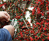 USING TYWRAPS TO TRAIN COTONEASTER AGAINST WALL