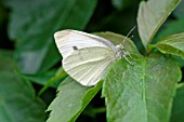 SMALL WHITE BUTTERFLY (PIERIS RAPAE)