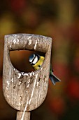 BLUE TIT PERCHING ON FORK HANDLE