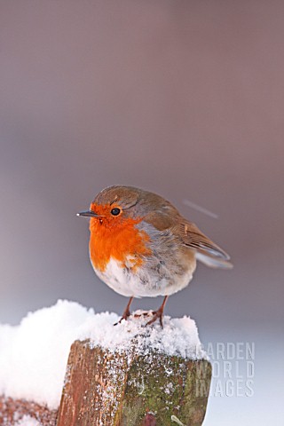 ROBIN_PERCHING_ON_SNOW_COVERED_POST
