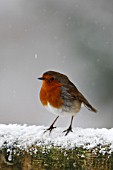 ROBIN  PERCHING ON SNOW COVERED FENCE
