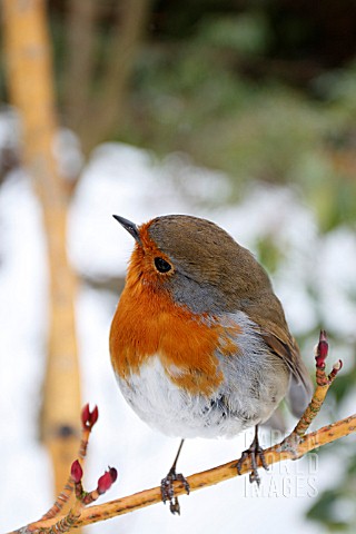 ROBIN__PERCHING_ON_BRANCH_IN_SNOW_COVERED_GARDEN