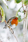 ROBIN PERCHING ON SNOW COVERED RHODODENDRON