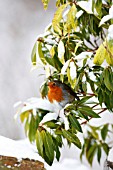ROBIN PERCHING IN SNOW COVERED PIERIS