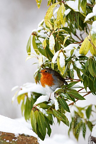 ROBIN_PERCHING_IN_SNOW_COVERED_PIERIS