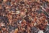 SEAWEED CAN BE USED AS A MULCHING FERTILIZER
