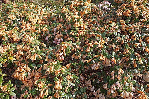RHODODENDRON_BLOOMS_KILLED_BY_FROST