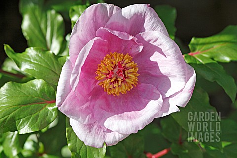 PAEONIA_MUSCULA_SP_RUSSII