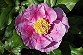 PAEONIA MUSCULA SP. RUSSII