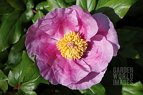 PAEONIA_MUSCULA_SP_RUSSII