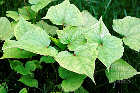 JAPANESE_KNOTWEED_FALLOPIA_JAPONICA