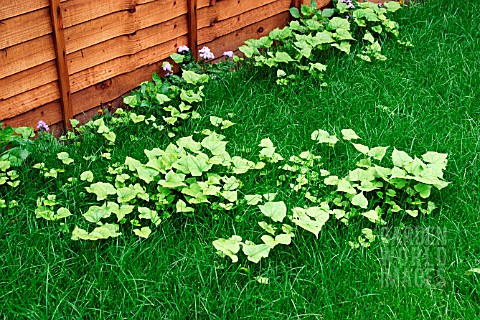 JAPANESE_KNOTWEED_FALLOPIA_JAPONICA