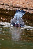 WOOD PIGEON (PALUMBA COLUMBUS) BATHING