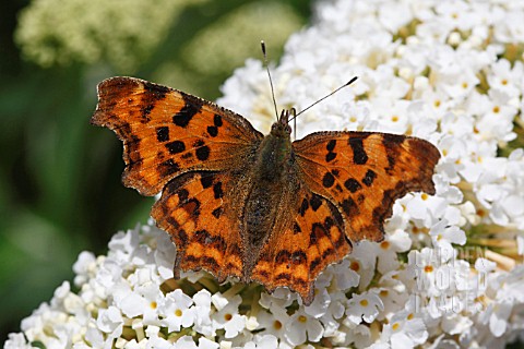 COMMA_BUTTERFLY_POLYGONIUM_CALBUM_TAKING_NECTAR_FROM_BUDDLIEA