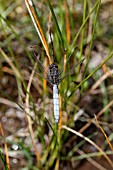 KEELED SKIMMER (ORTHETRUM COERULESCENS) MALE AT REST ON REED