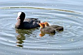 COOT (FULICA ATRA) WITH YOUNG