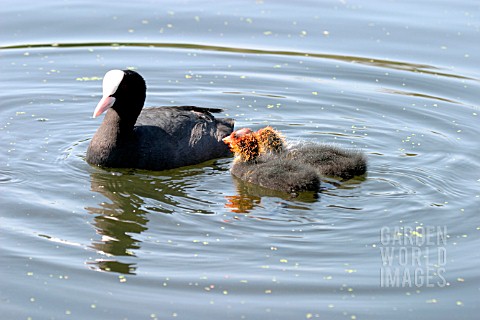 COOT_FULICA_ATRA_WITH_YOUNG
