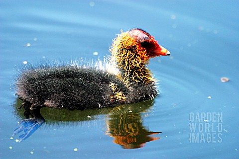 COOT_FULICA_ATRA_YOUNG_SWIMMING
