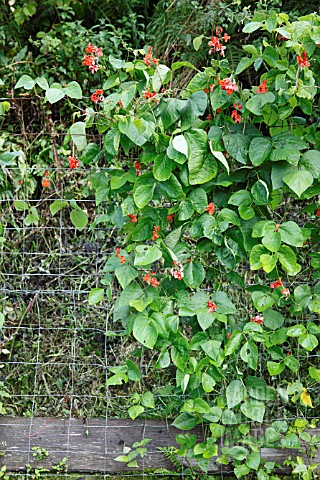 GROWING_RUNNER_BEANS_USING_GALVANISED_STOCK_FENCING_FOR_SUPPORT
