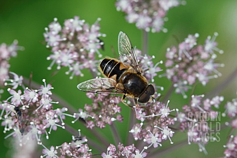 DRONE_FLY_ERISTALIS_TENAX_TAKING_NECTAR_FROM_FLOWER