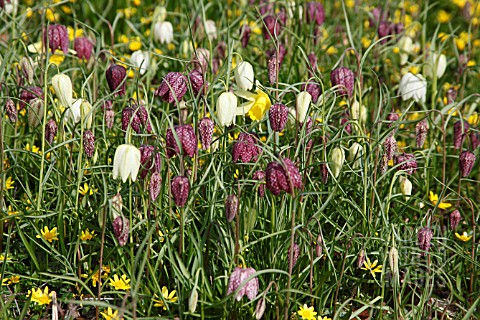 FRITILLARY_FLOWERING_WITH_CELANDINES