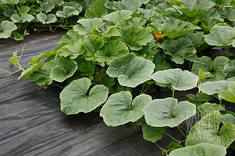 SUMMER_SQUASHES_GROWING_THROUGH_WEED_CONTROL_MATTING