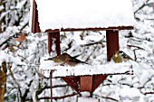 BIRDS ON SNOW COVERED BIRD TABLE