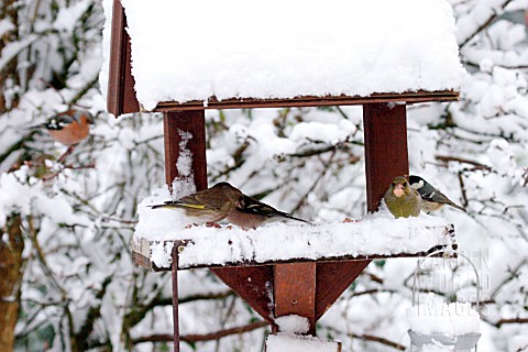 BIRDS_ON_SNOW_COVERED_BIRD_TABLE